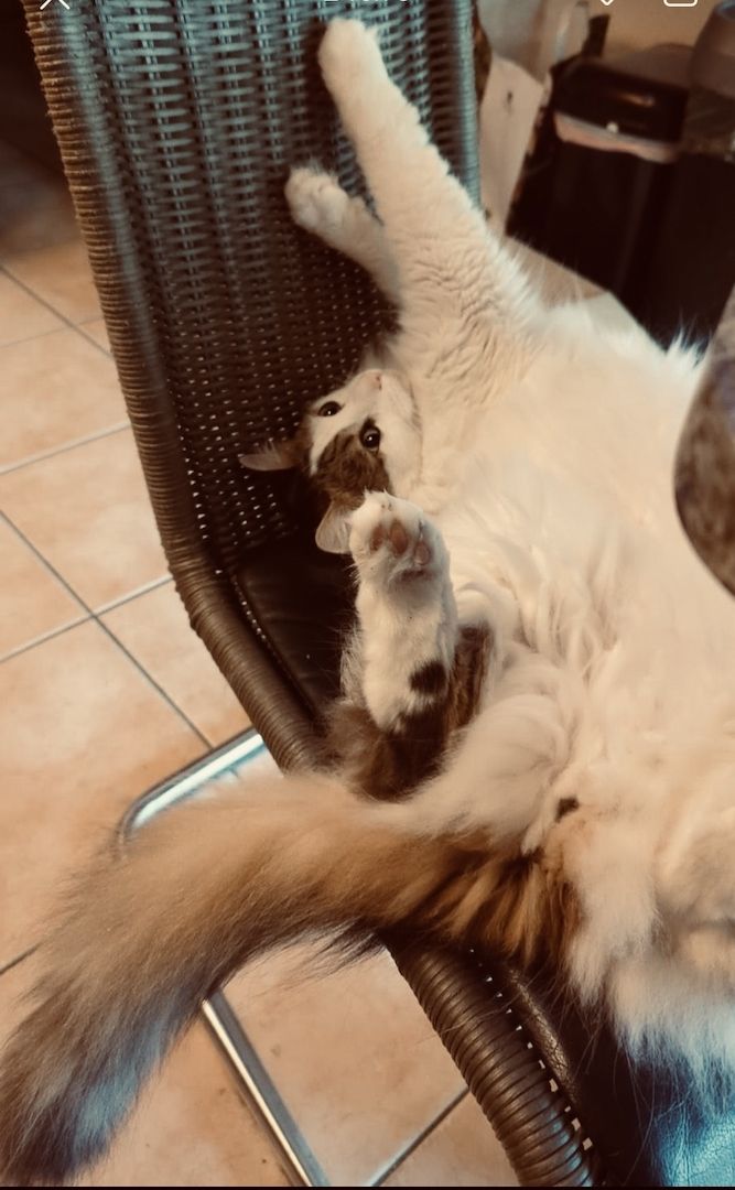 Wunderschöner Kater abzugeben