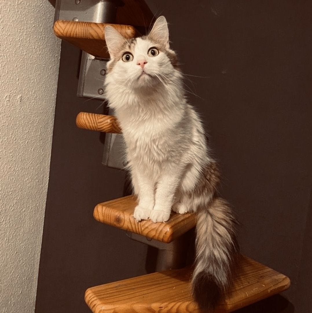 Wunderschöner Kater abzugeben