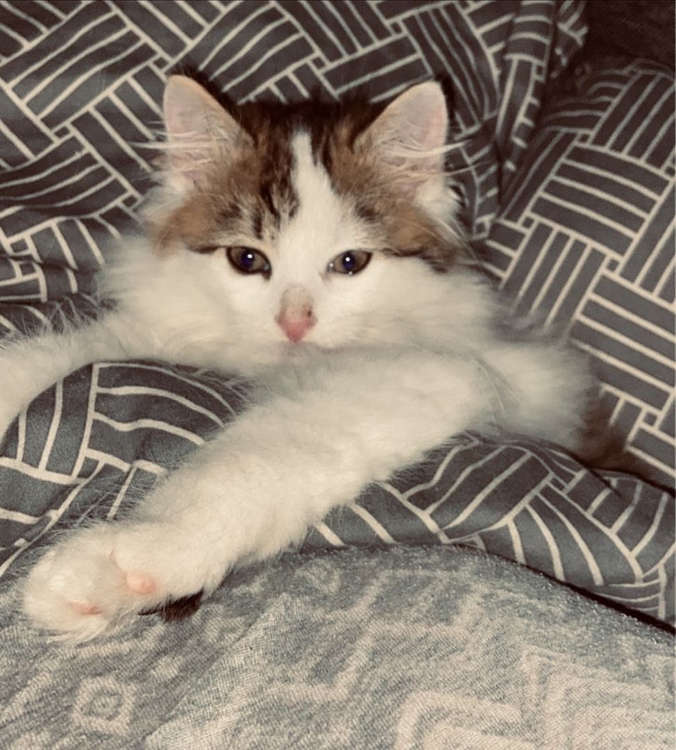 Wunderschöner Kater abzugeben