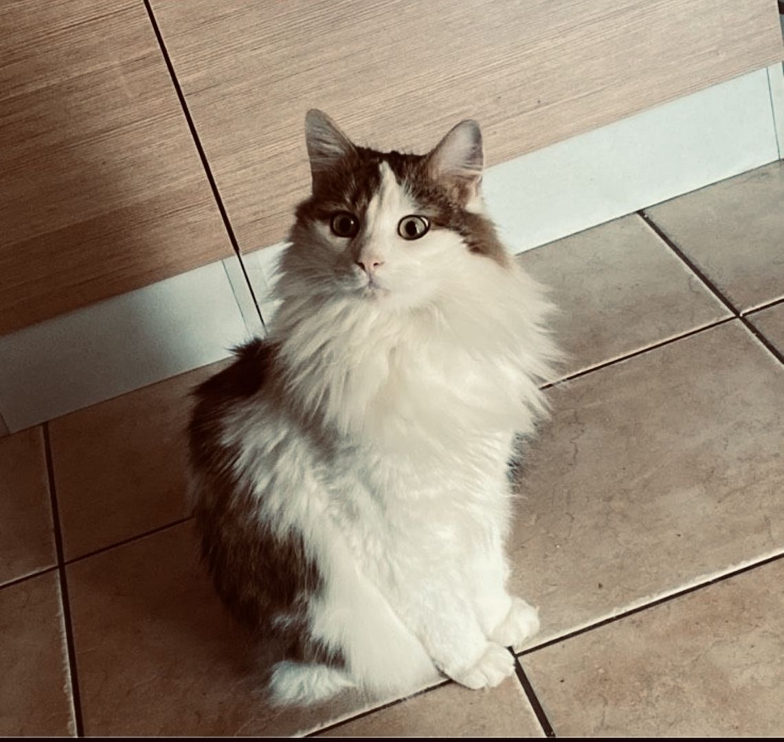 Wunderschöner Kater abzugeben