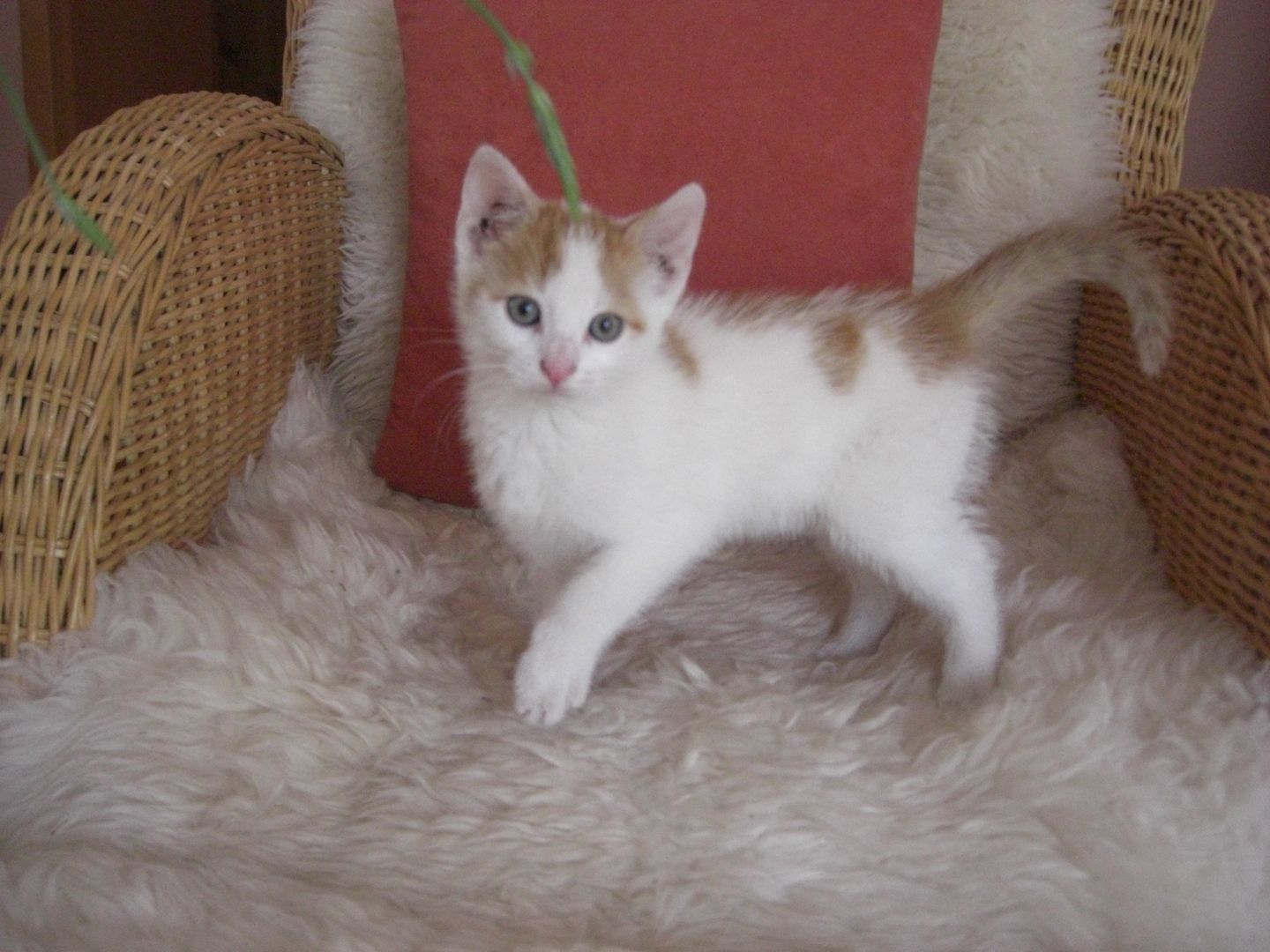 rot weiße süße Katze zu verkaufen