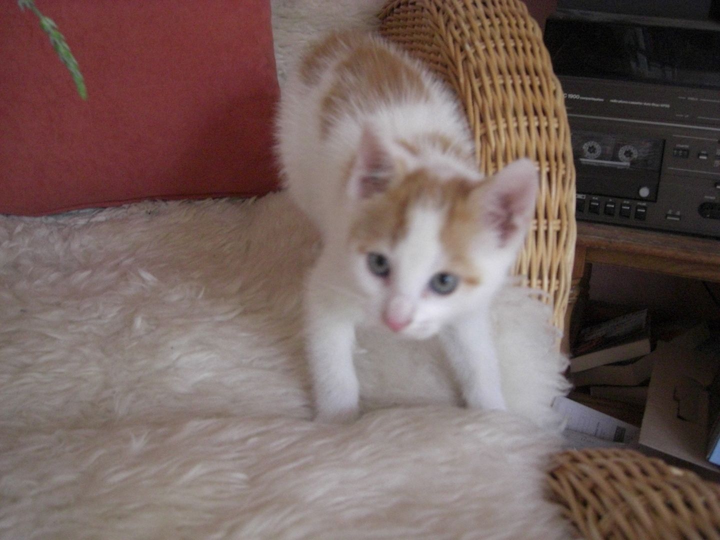 rot weiße süße Katze zu verkaufen