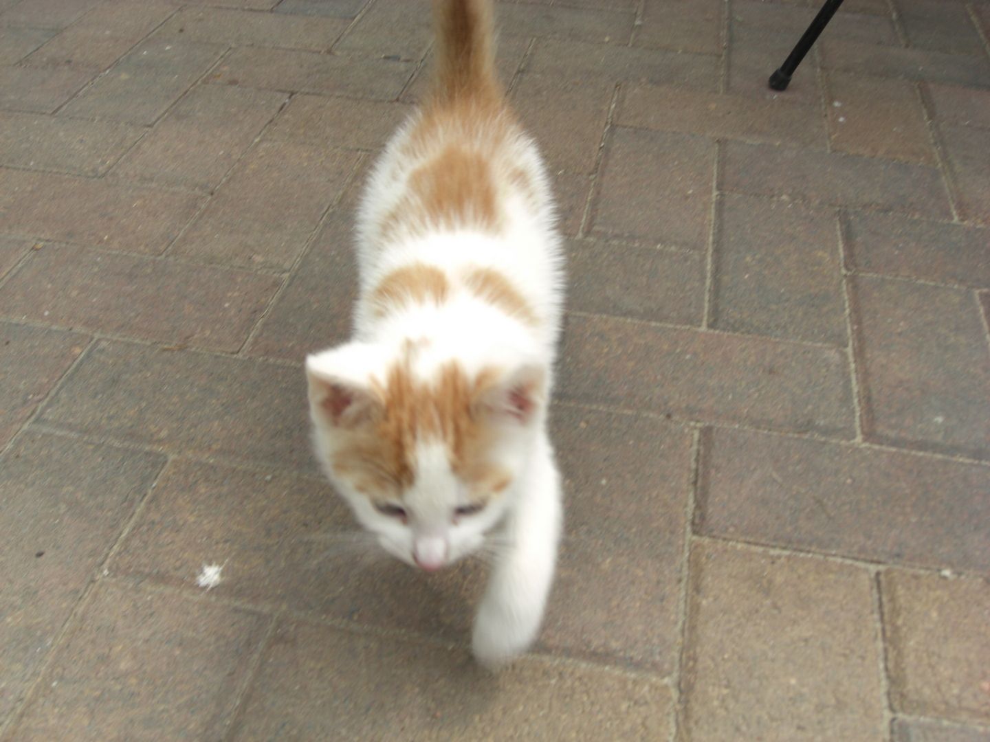 rot weiße süße Katze zu verkaufen