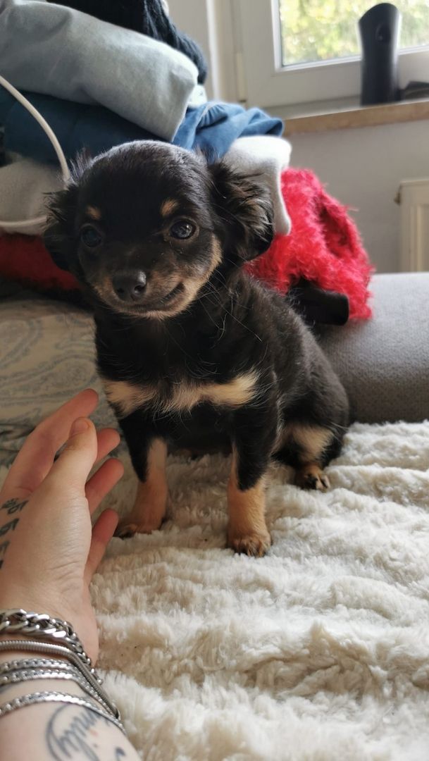 Suche Liebevollen Leckerlispender:-)