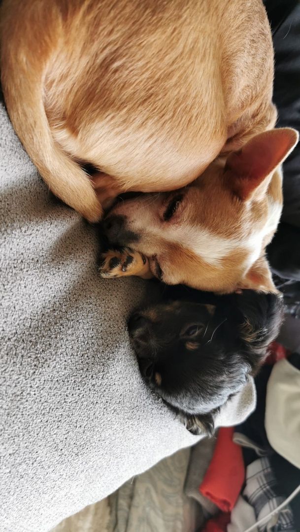 Suche Liebevollen Leckerlispender:-)