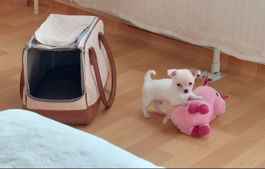 Suche Liebevollen Leckerlispender:-)