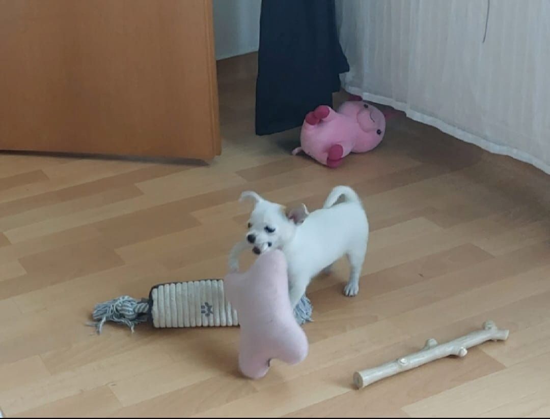 Suche Liebevollen Leckerlispender:-)