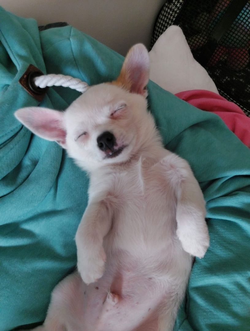 Suche Liebevollen Leckerlispender:-)