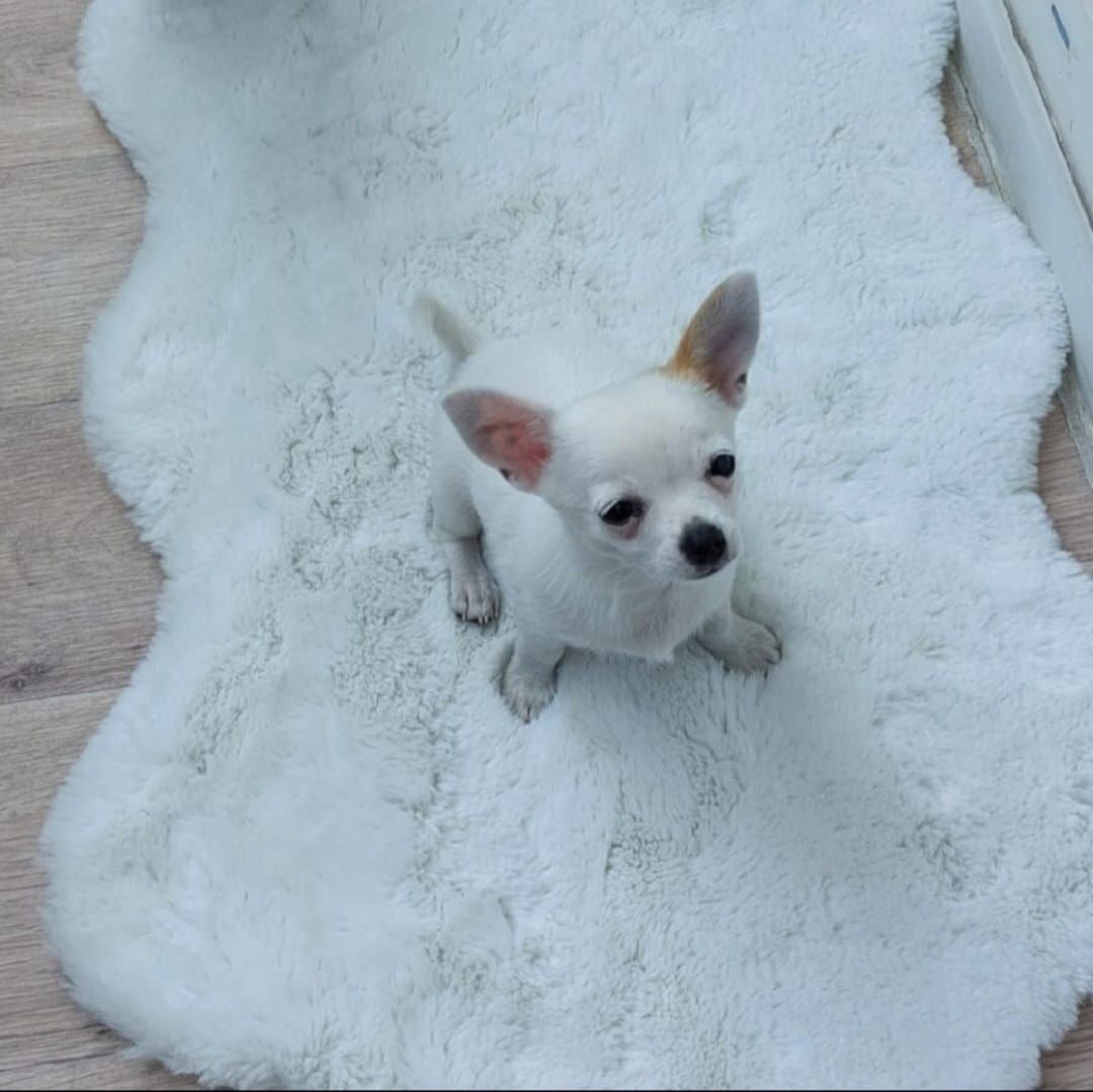 Suche Liebevollen Leckerlispender:-)