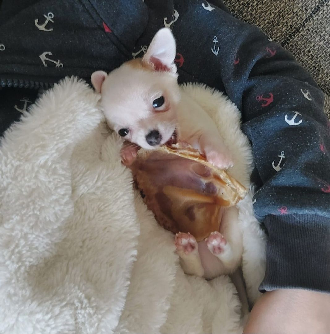 Suche Liebevollen Leckerlispender:-)