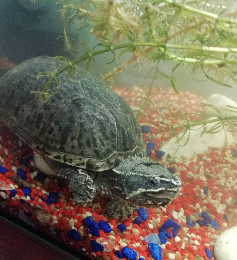 Moschusschikdkröte wegen Umzug sucht neue Zuhause