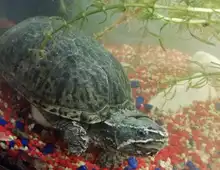 Moschusschikdkröte wegen Umzug sucht neue Zuhause