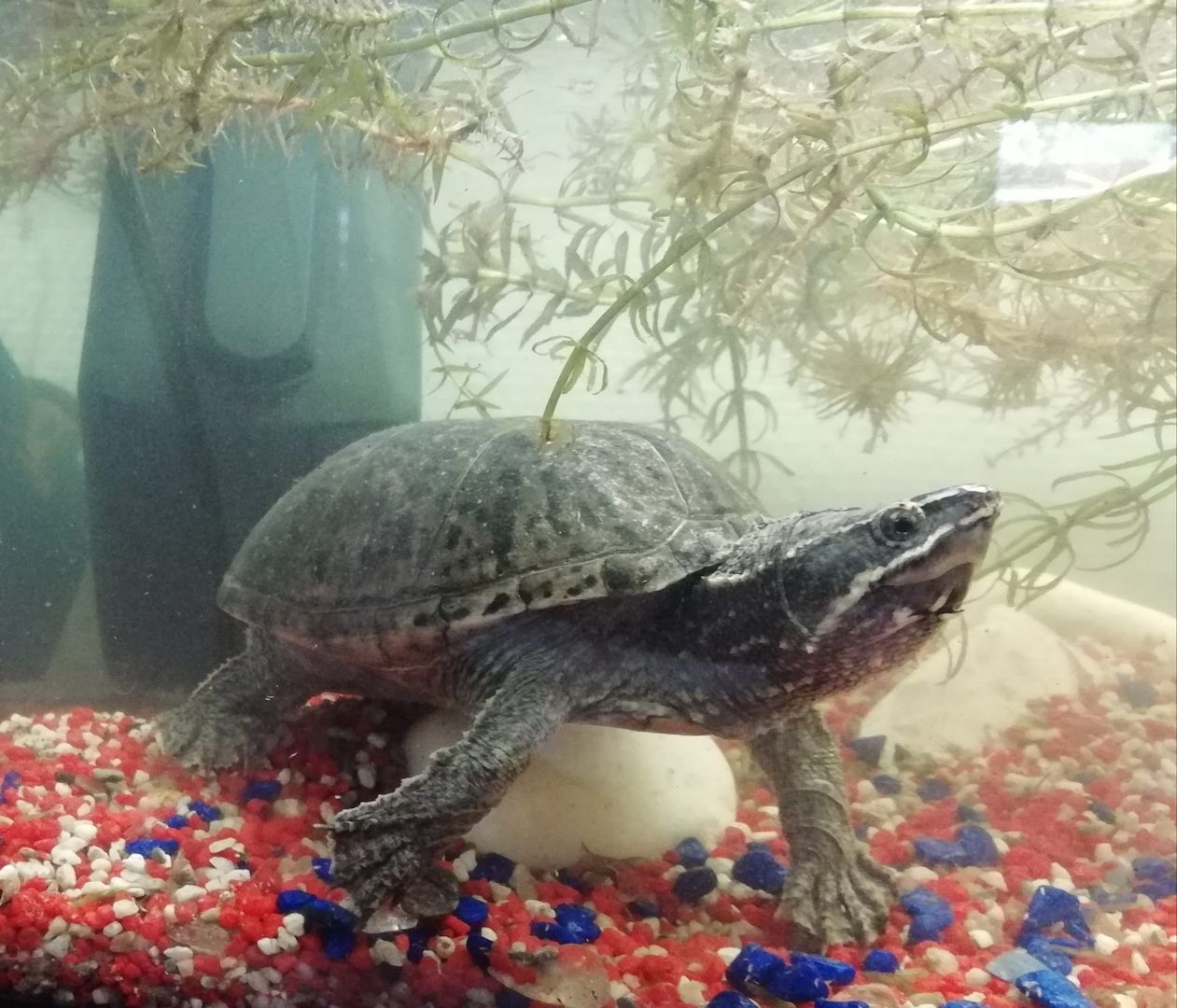 Moschusschikdkröte wegen Umzug sucht neue Zuhause