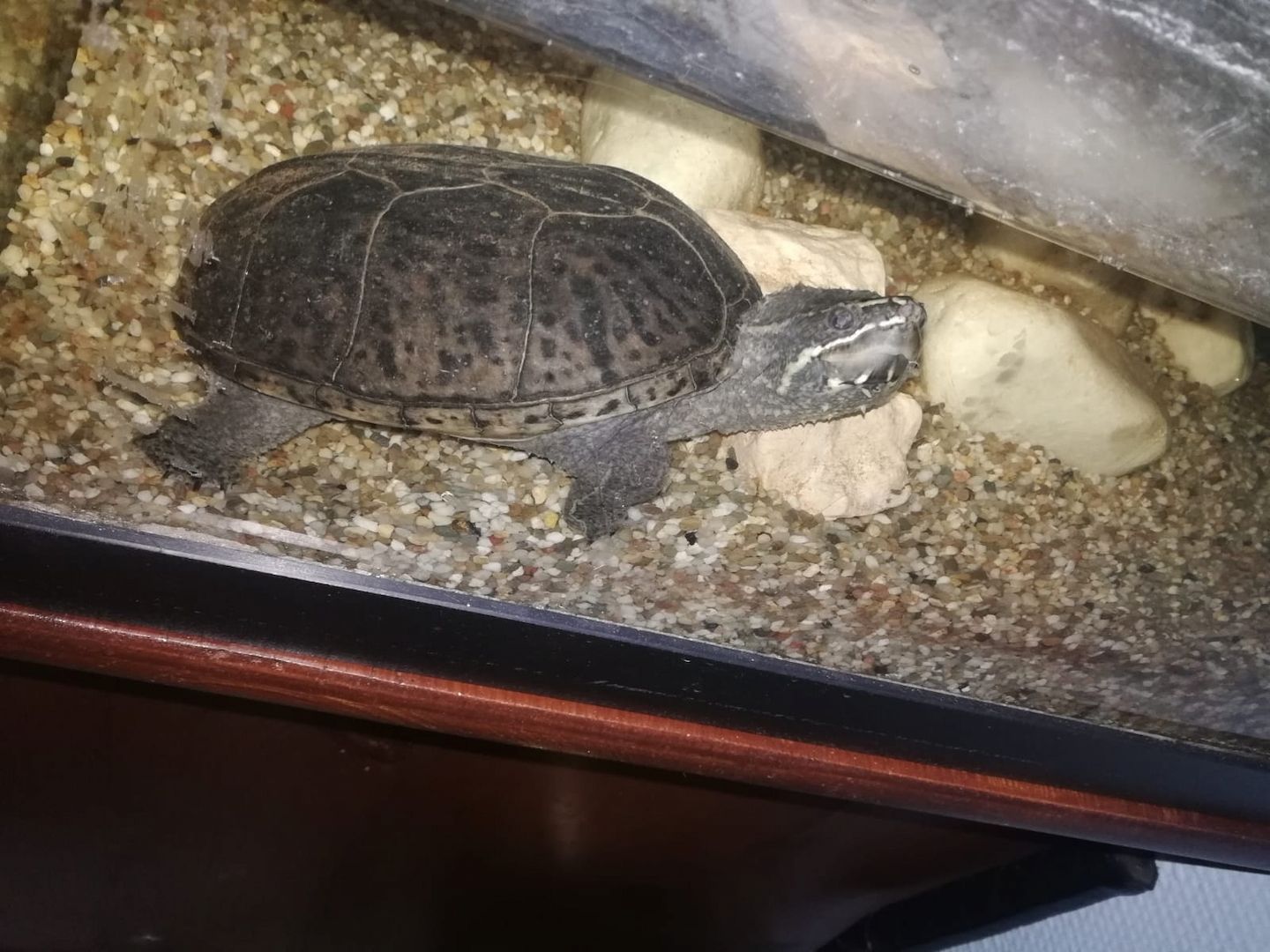 Moschusschikdkröte wegen Umzug sucht neue Zuhause