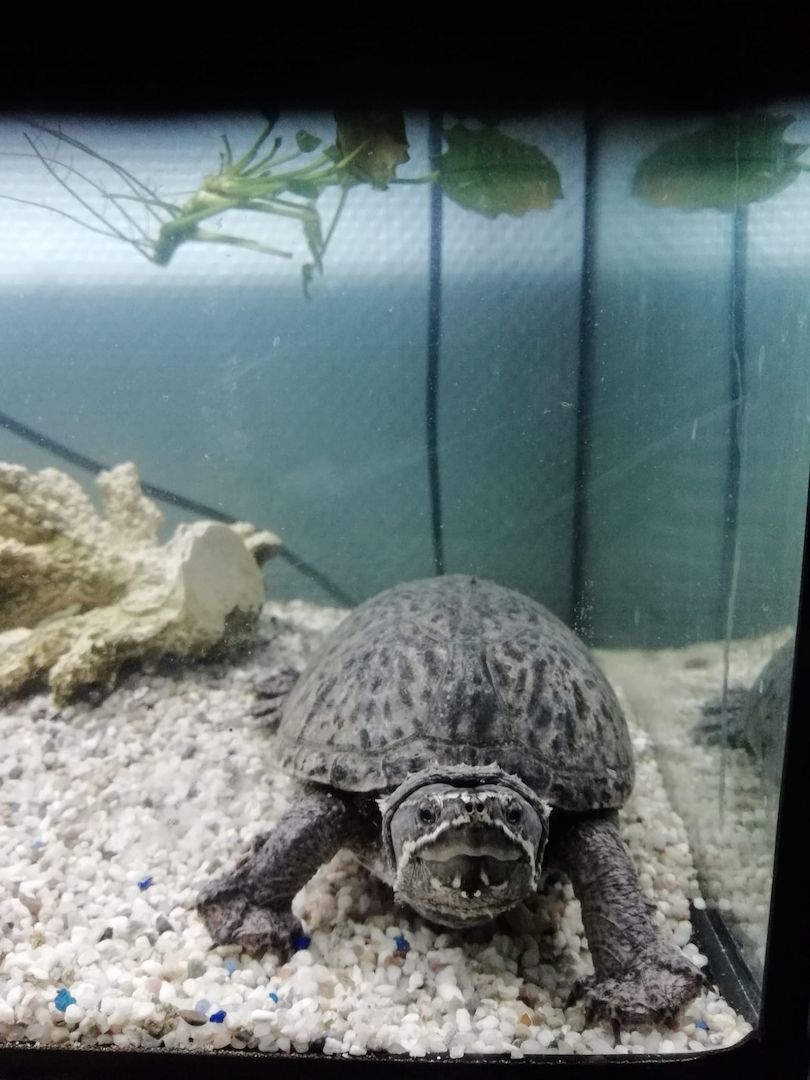 Moschusschikdkröte wegen Umzug sucht neue Zuhause