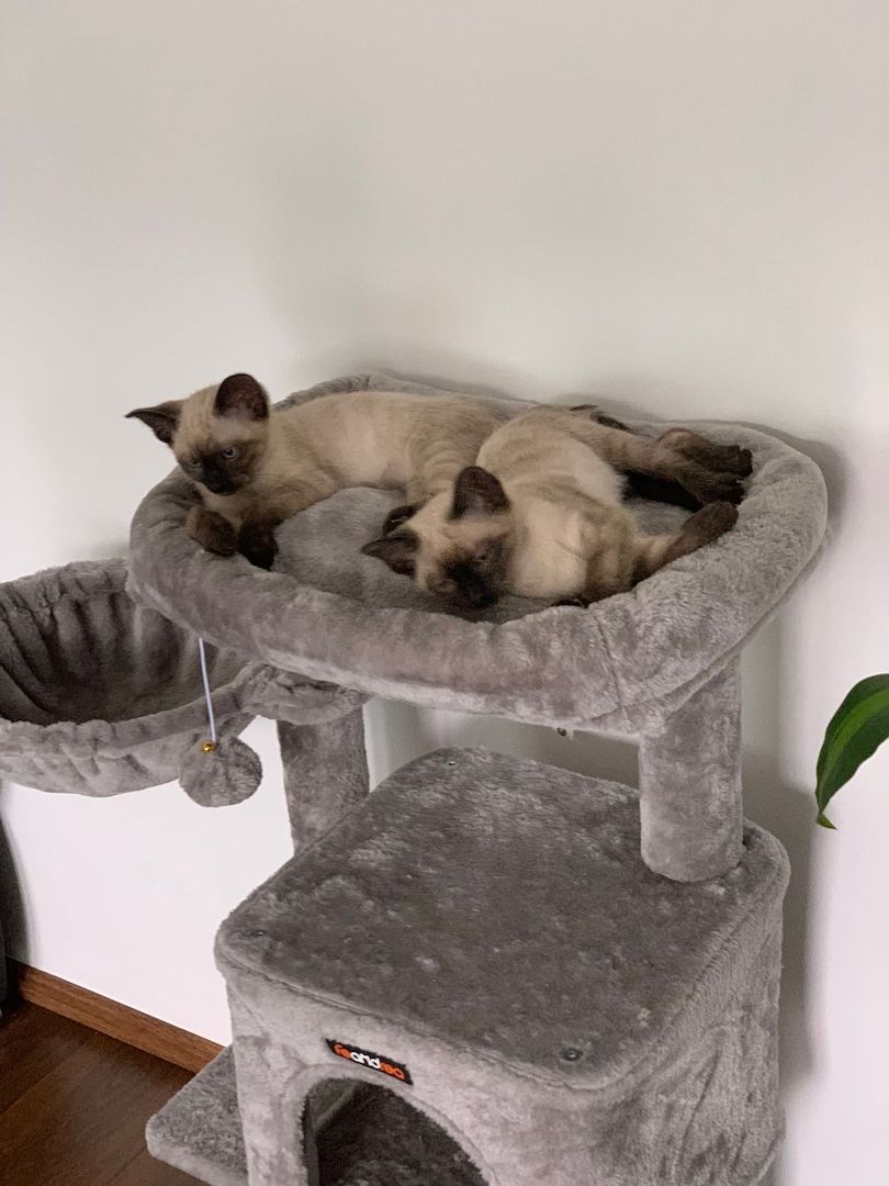 2 Siam Kater 2 Siam Kater