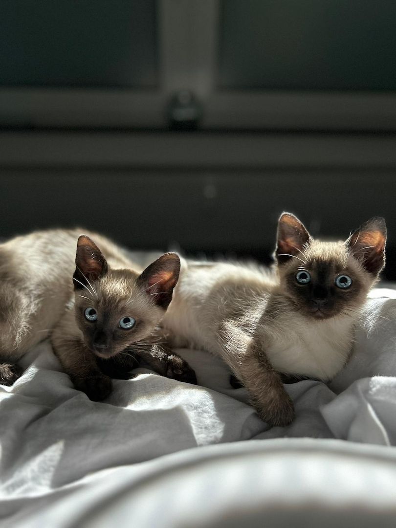 2 Siam Kater 2 Siam Kater