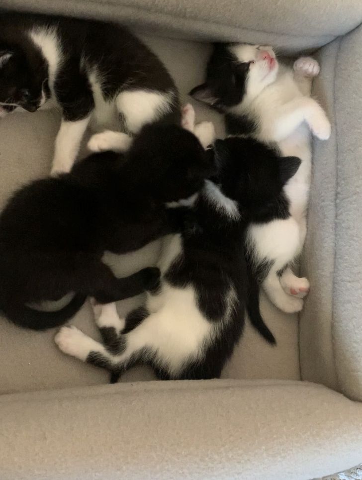 Katzenbabys verkaufen