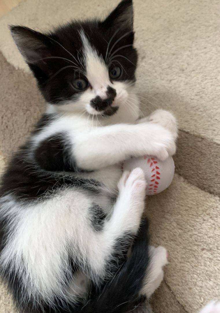 Katzenbabys verkaufen