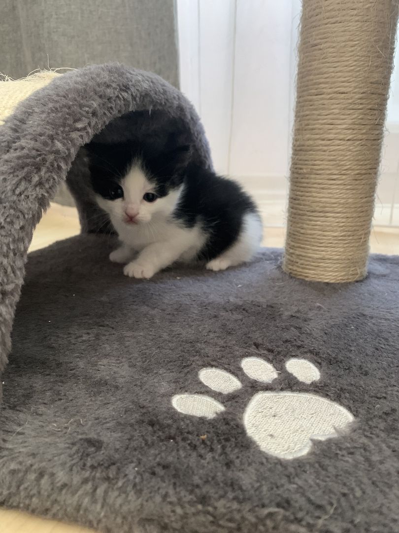 Katzenbabys verkaufen