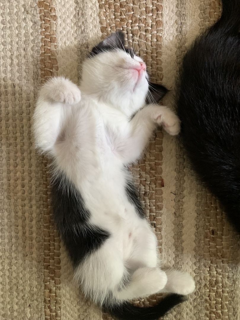 Katzenbabys verkaufen