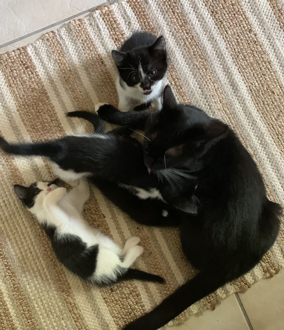 Katzenbabys verkaufen