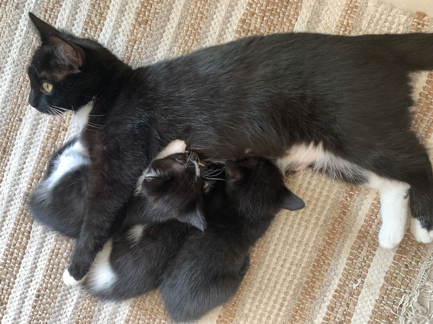 Katzenbabys verkaufen