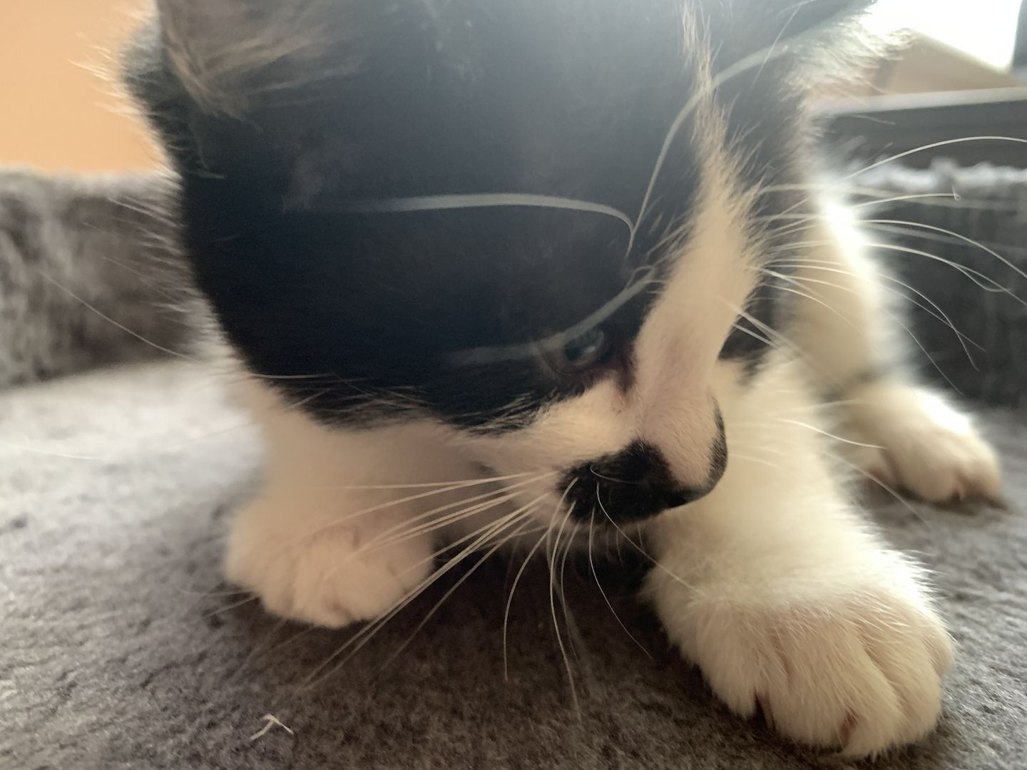 Katzenbabys verkaufen