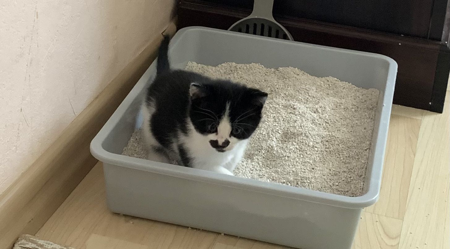 Katzenbabys verkaufen