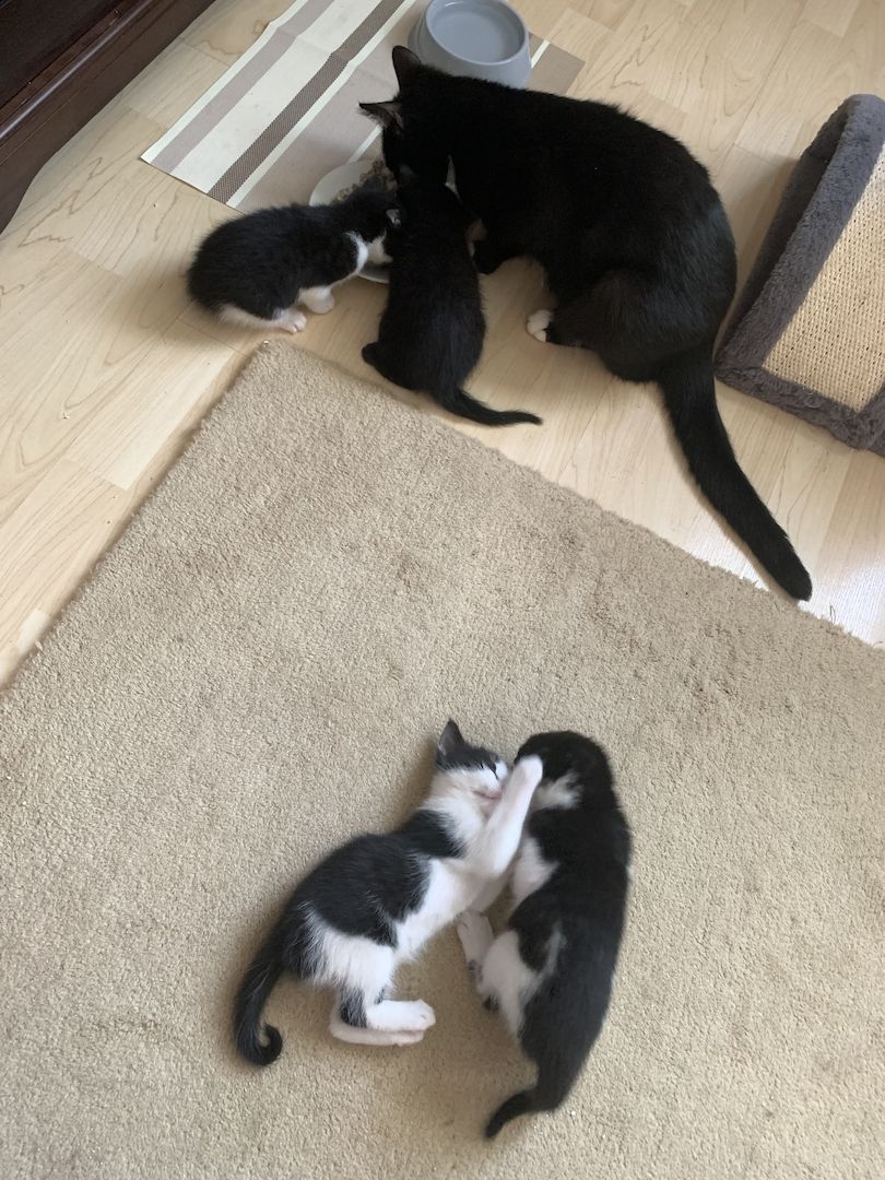 Katzenbabys verkaufen