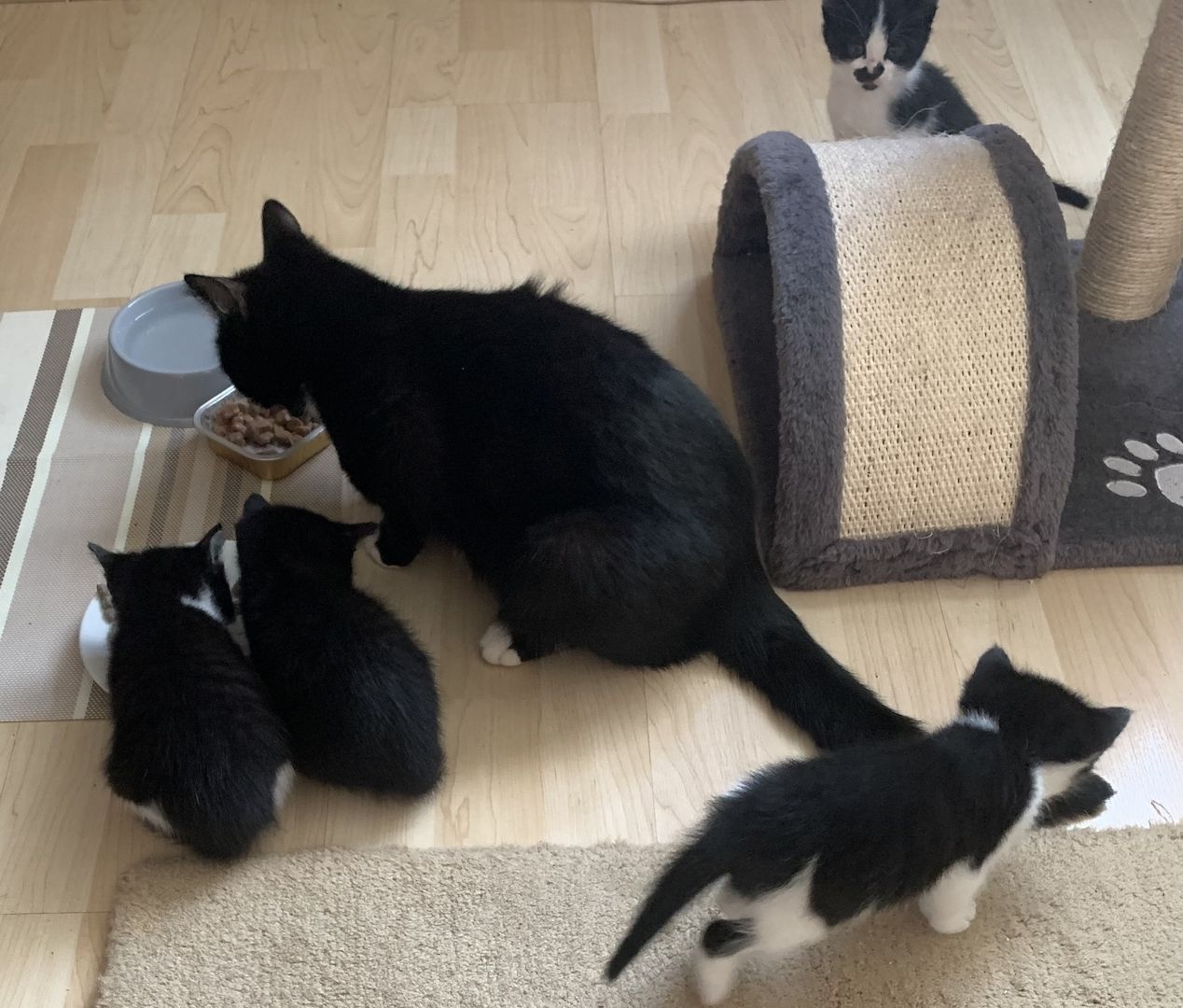 Katzenbabys verkaufen