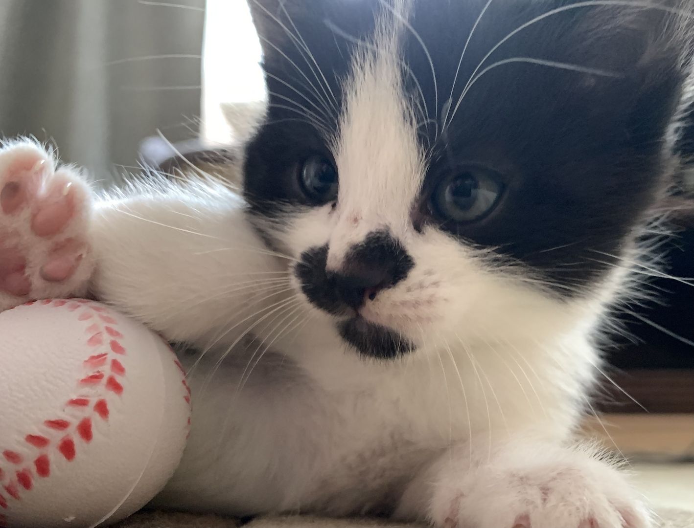 Katzenbabys verkaufen