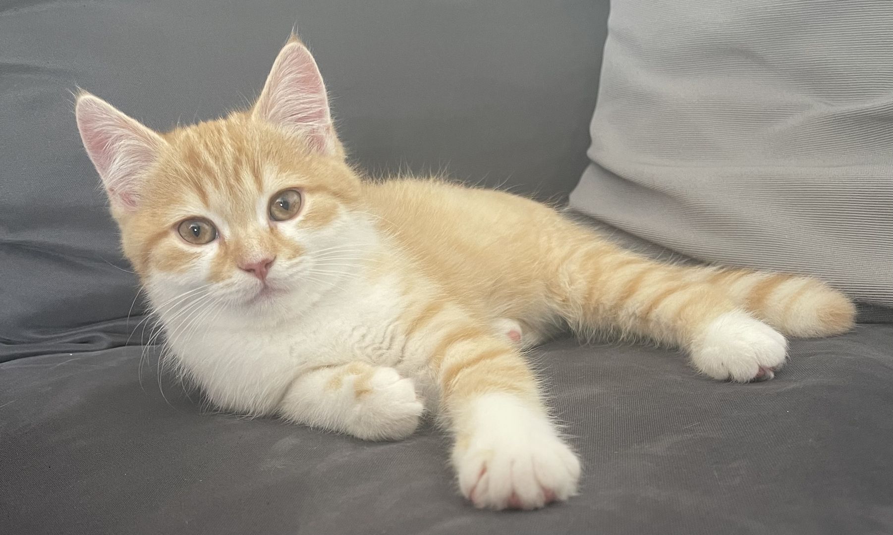 BKH- Kitten mit seltene Farbe