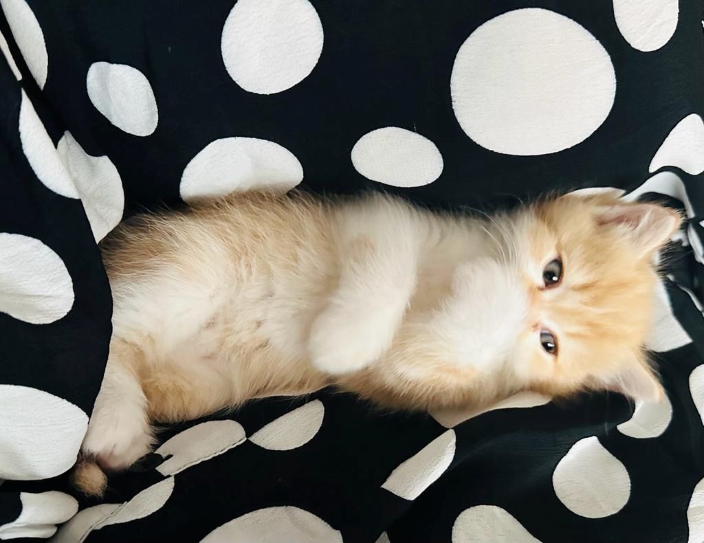 BKH- Kitten mit seltene Farbe