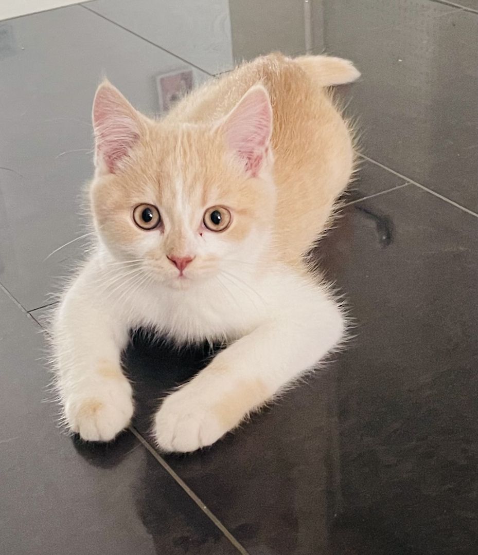 BKH- Kitten mit seltene Farbe