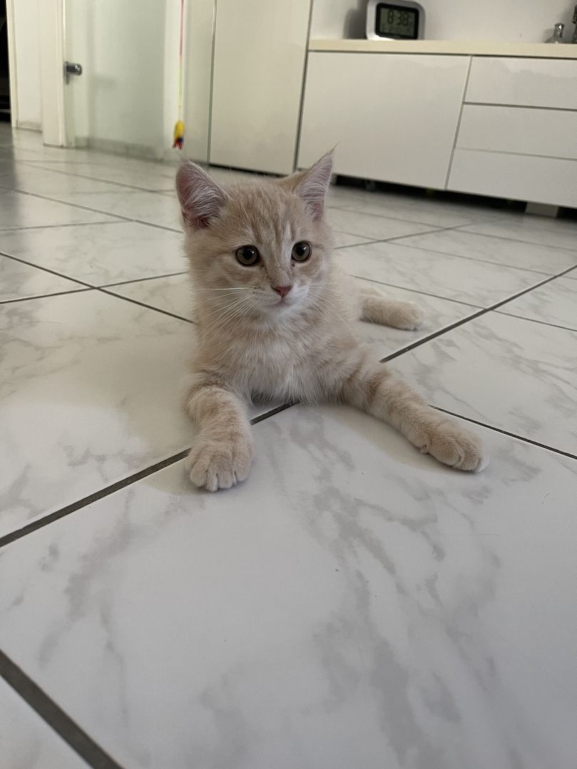 BKH- Kitten mit seltene Farbe