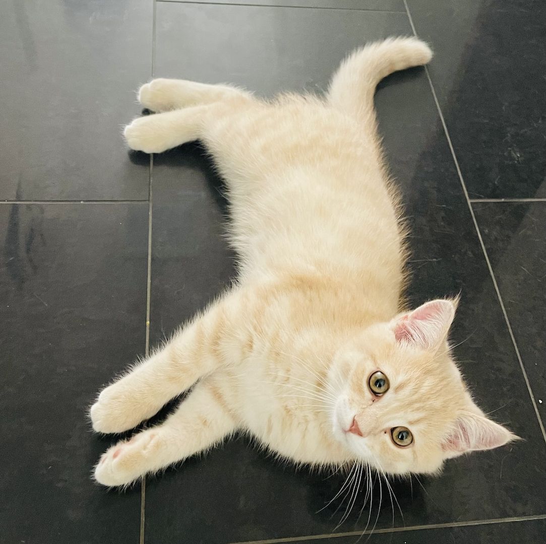 BKH- Kitten mit seltene Farbe