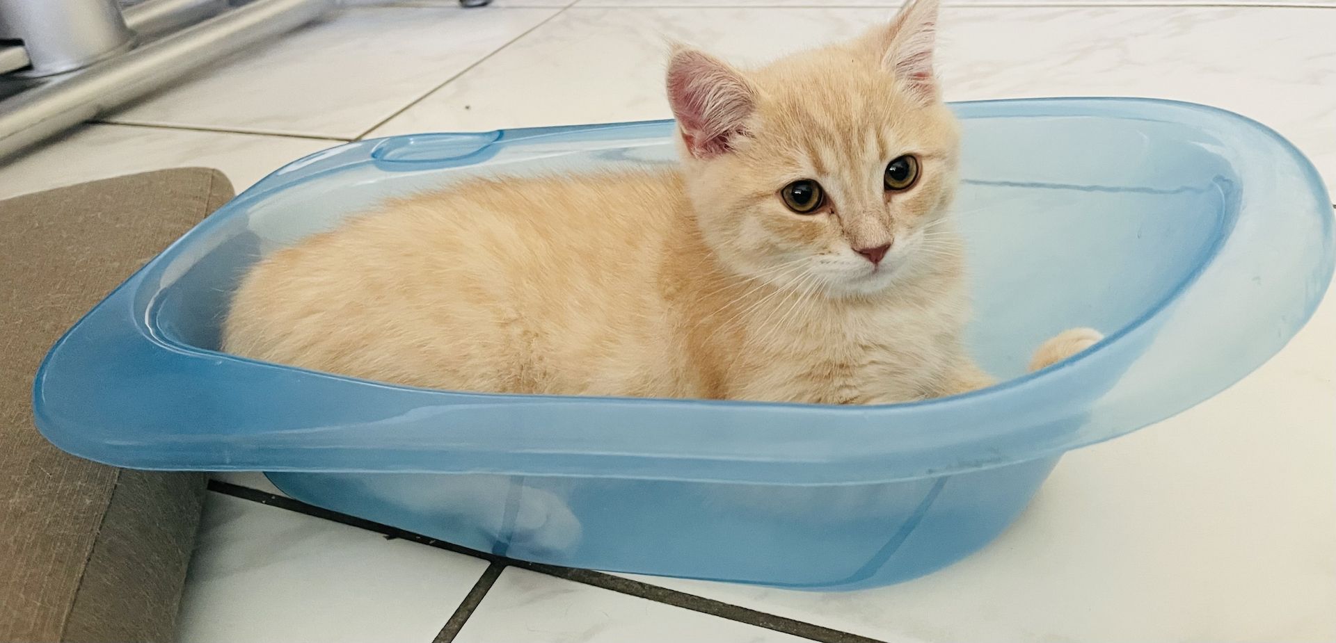 BKH- Kitten mit seltene Farbe