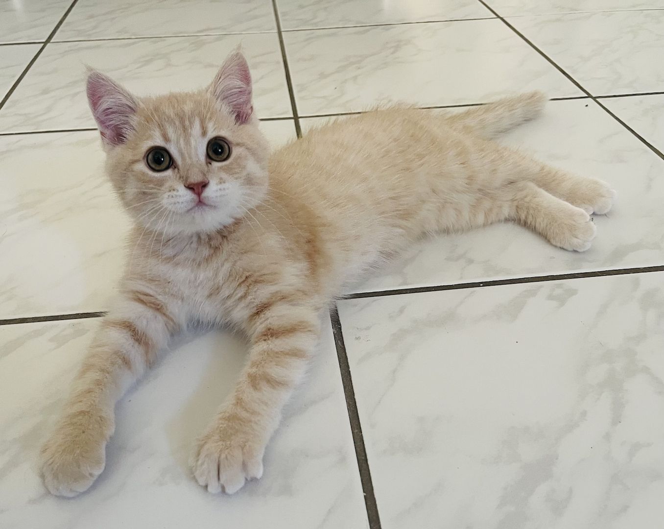 BKH- Kitten mit seltene Farbe