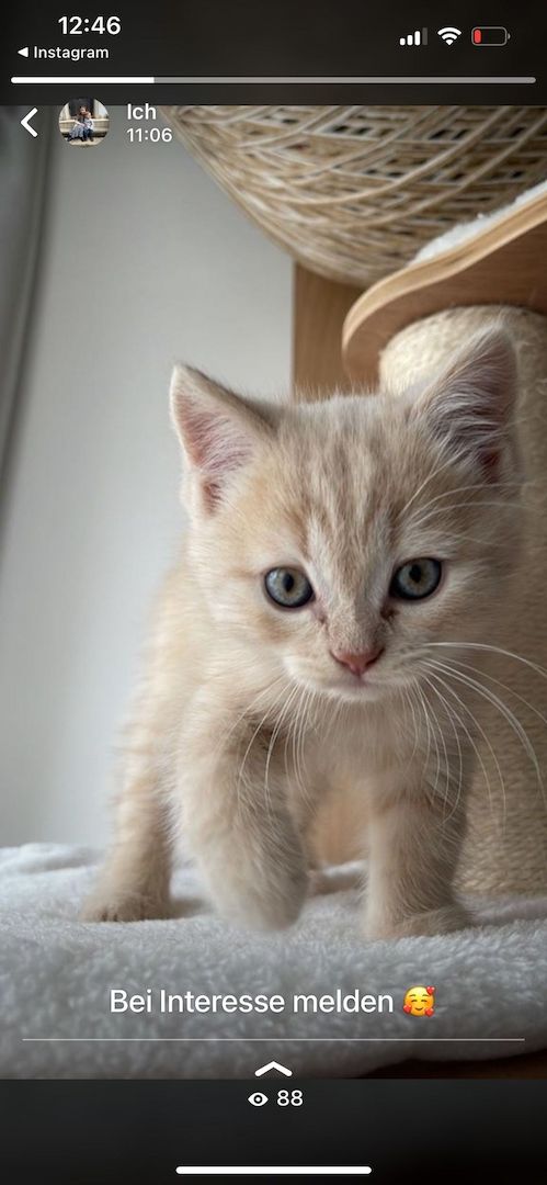 BKH- Kitten mit seltene Farbe