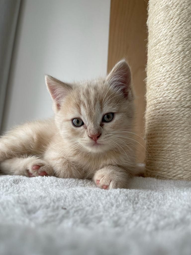 BKH- Kitten mit seltene Farbe