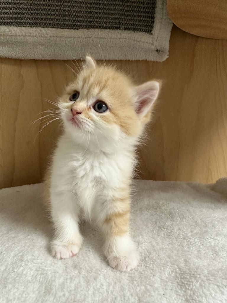 BKH- Kitten mit seltene Farbe