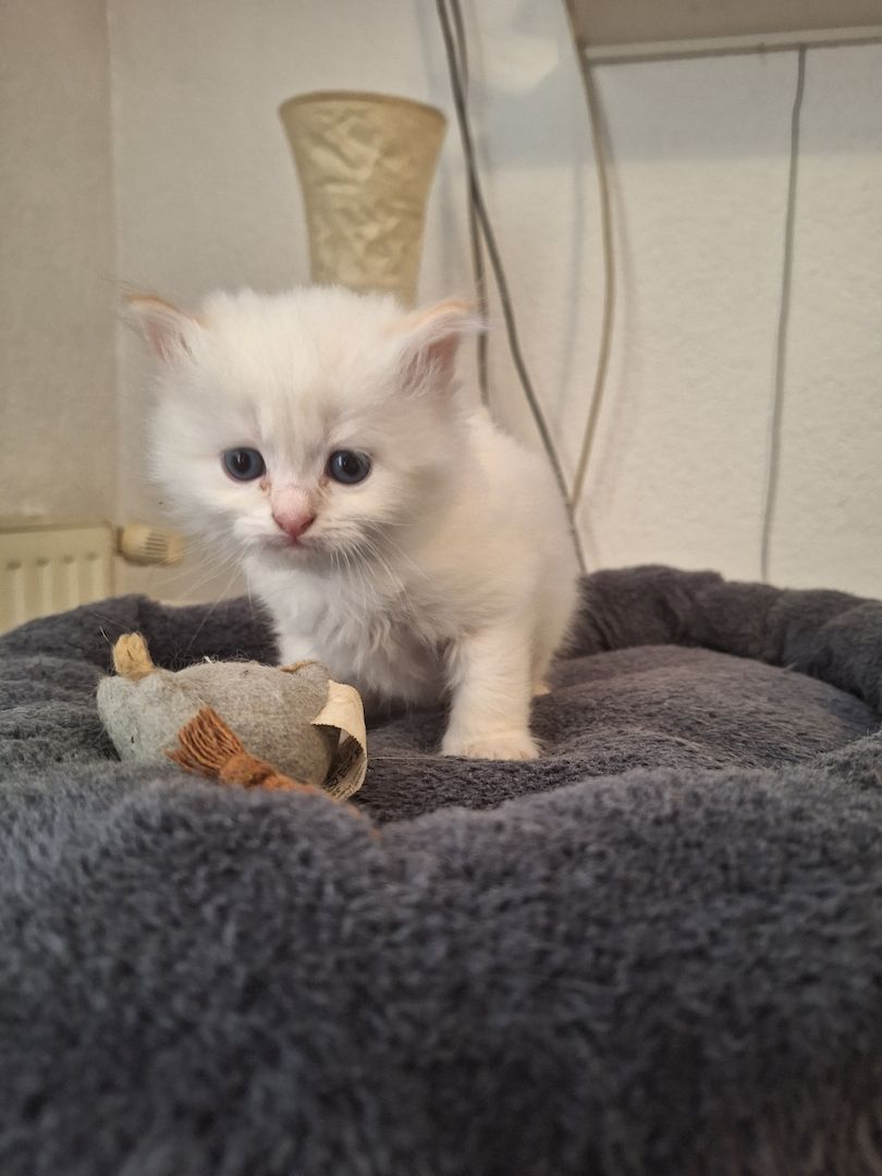 BKH/BKL Kitten BKH/BKL Kitten