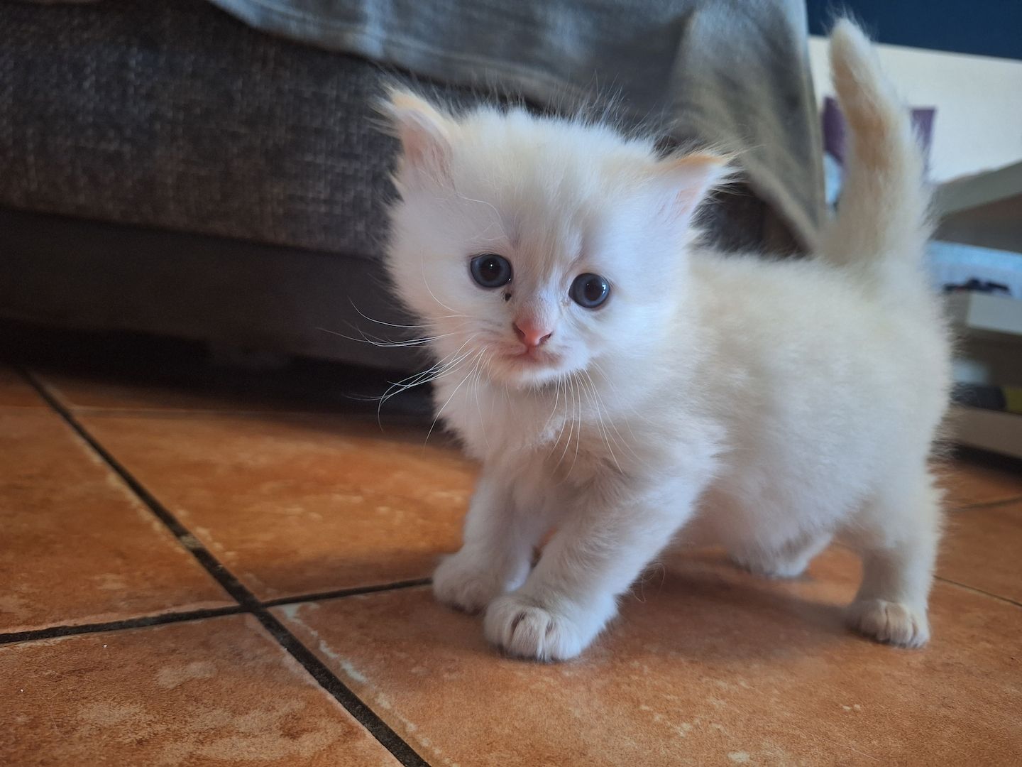 BKH/BKL Kitten BKH/BKL Kitten