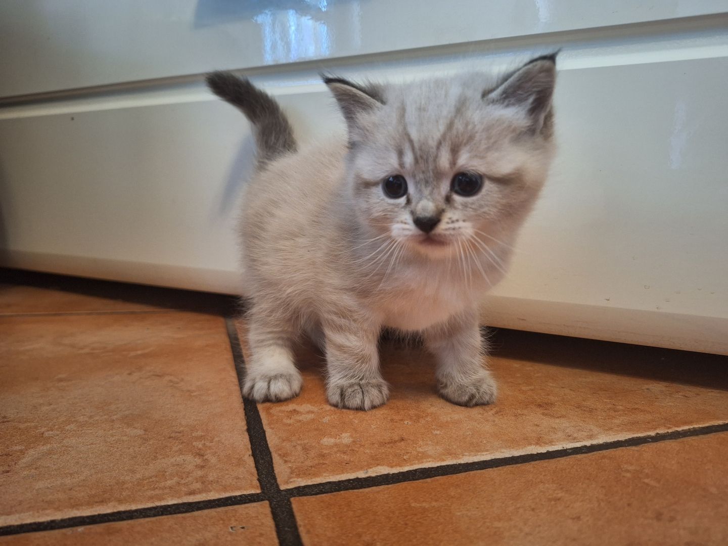 BKH/BKL Kitten BKH/BKL Kitten
