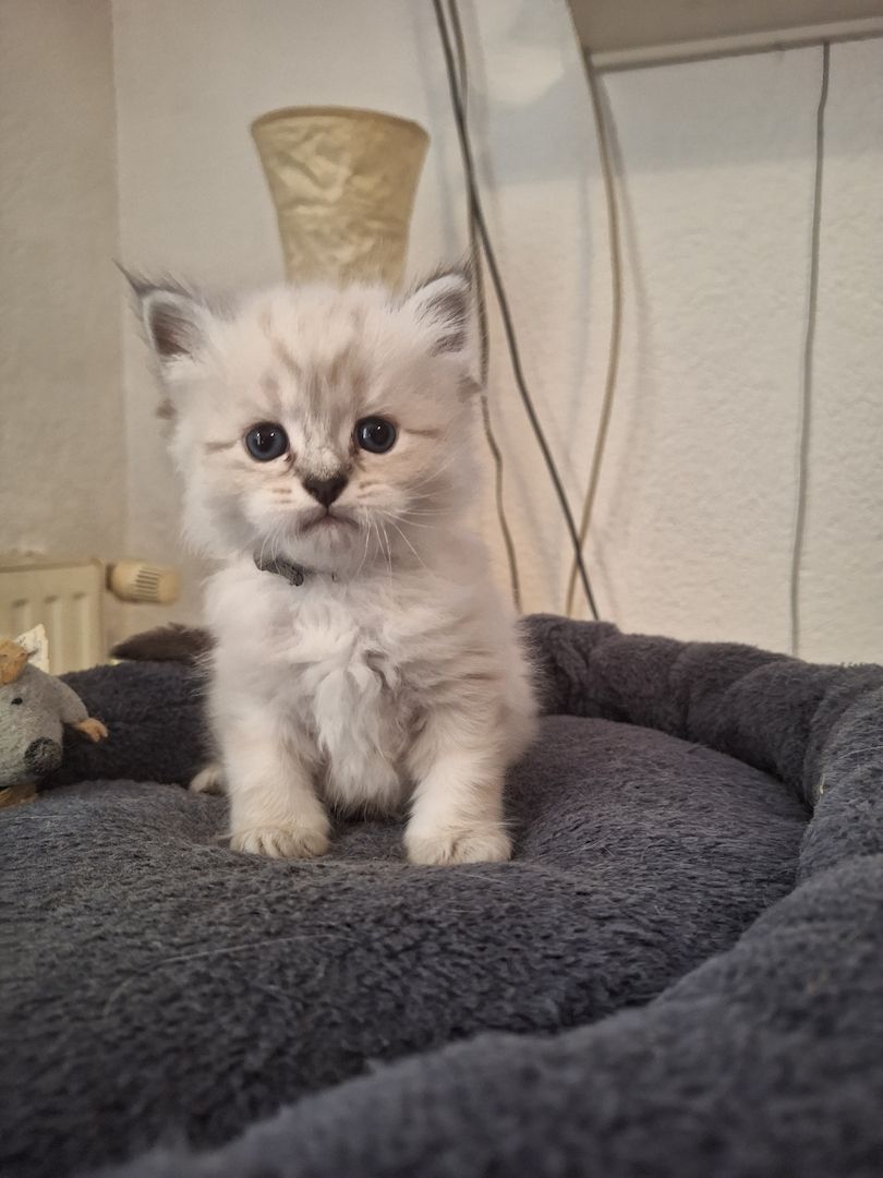BKH/BKL Kitten BKH/BKL Kitten