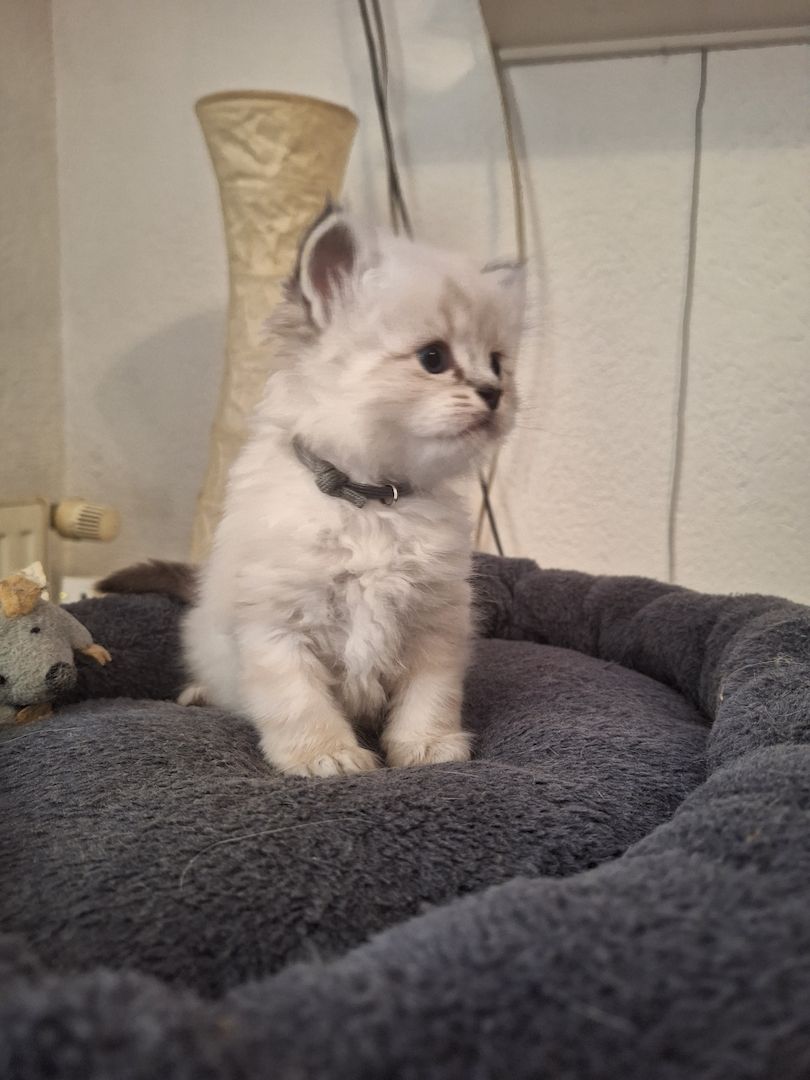 BKH/BKL Kitten BKH/BKL Kitten