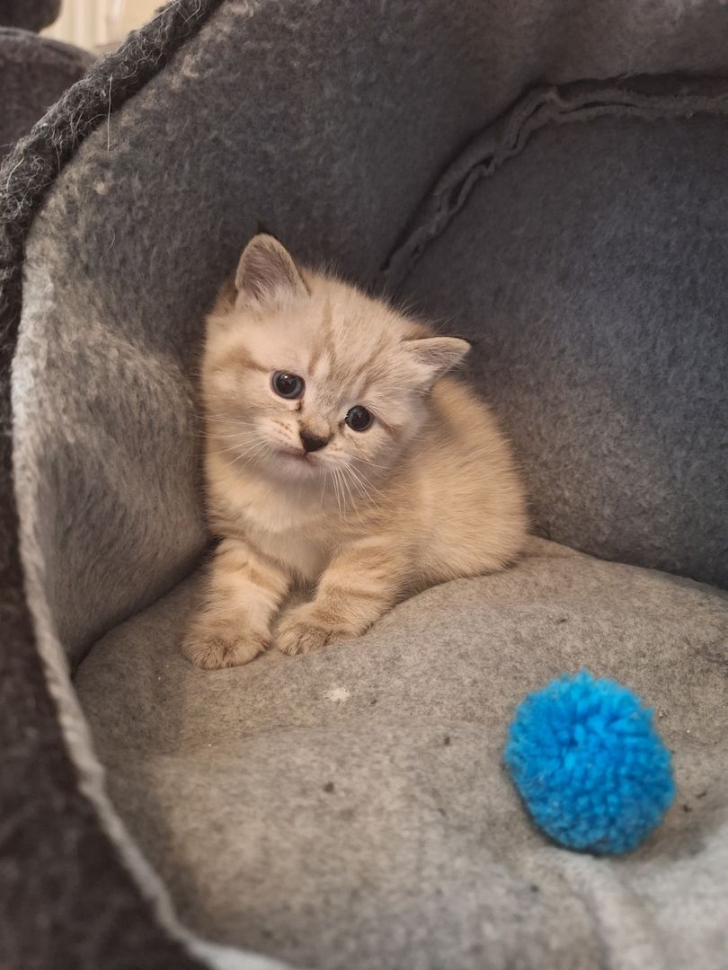 BKH/BKL Kitten BKH/BKL Kitten