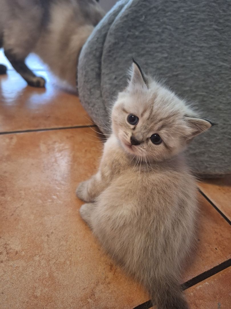 BKH/BKL Kitten BKH/BKL Kitten
