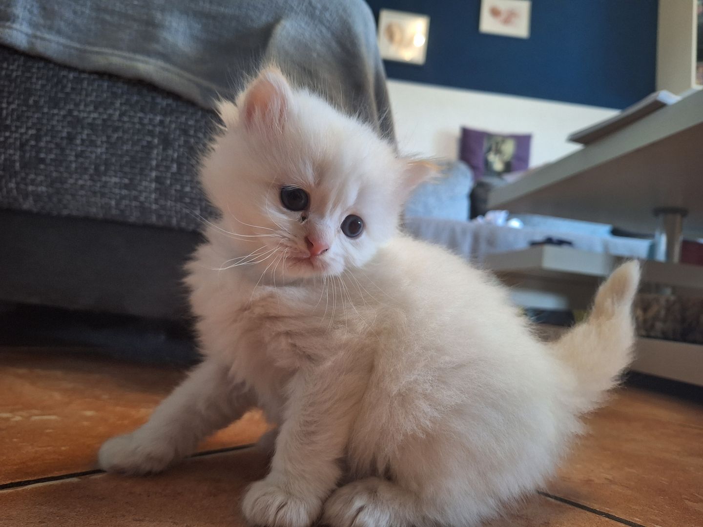 BKH/BKL Kitten BKH/BKL Kitten